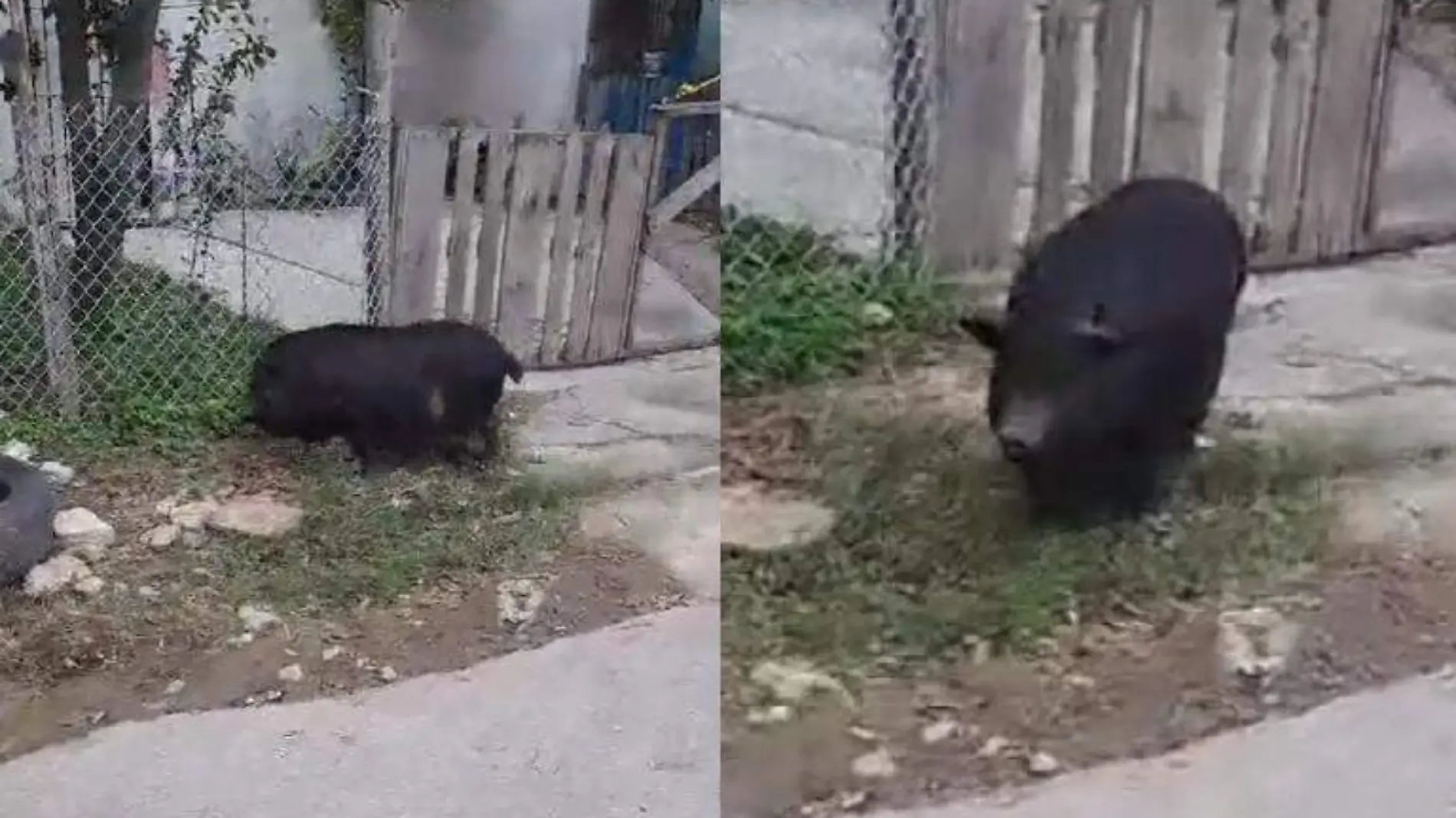 Graban a un cerdito paseando por las calles de Matamoros, Tamaulipas Captura de pantalla TikTok